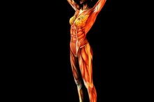 What Are the Functions of the Major Organs in the Muscular System?