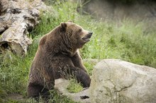 How to Relieve the Pain of Bear Mace