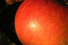 What Foods Can Shrink a Spleen?
