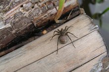 Poisonous Spiders in Ontario