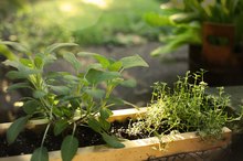 The 10 Best Fruits and Vegetables to Plant Anywhere 