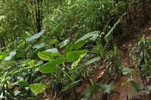 Elephant Ear Skin Irritation and Treatment