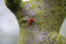 How to Get Rid of Mites on a Human