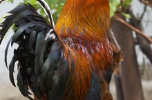 How do I Treat a Rooster Spur Wound?