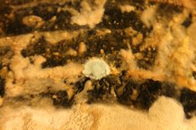 Allergy Symptoms of Mold & Mildew
