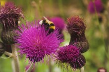 Milk Thistle & Itchy Skin