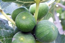 Fig Trees & Itch