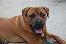 How to Treat a Rash From a Dog Scratch
