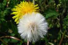Dandelion Root Vs. Dandelion Leaf