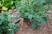 How to Blanch Kale