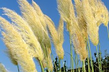 Pampas Grass Allergies