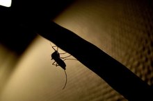 How to Stop Swelling From a Mosquito Bite Near the Eye