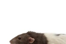 What Are Paper Mites?