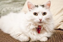What Foods to Avoid for Pets With Struvite Crystals in Their Urine