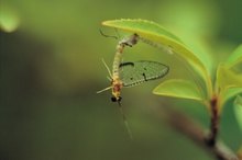 How to Stop Gnats From Swarming Your Head