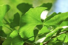 Can Herbs Strengthen Capillary Walls?