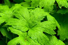 Is Goldenseal Root Safe for Kids?