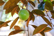 Star Apple Nutrients