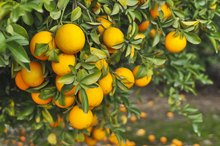 Pros & Cons of Oranges