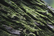 White Oak Bark Benefits