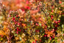 Side Effects of Barberry