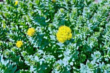 Rhodiola Rosea and MAOI Side Effects