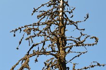 The Effects of Air Pollution on Plants