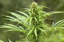 What Are Prescription Drugs That Are a Substitute for Marijuana?