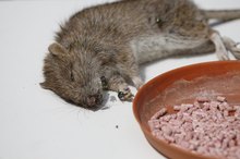 Symptoms of Rat Poisoning