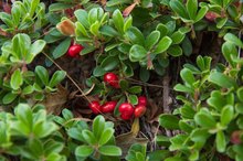 How to Stop Frequent Urination With Herbs