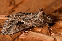 Moth Allergy