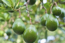 Avocado & the Liver