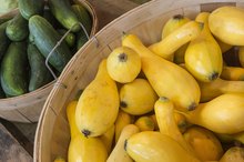Why Do My Yellow Squash Turn Brown and Shrivel Up?