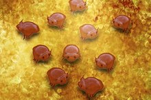 Common Human Parasites