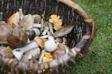 Mushrooms & Skin Rashes