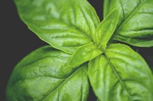 Herbs to Restore PH Balance