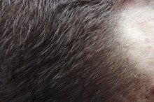 Alopecia & Lactose