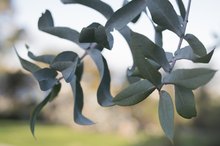 What Are the Allergy Symptoms to Eucalyptus Pollen?