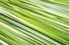 An Allergy to Lemongrass