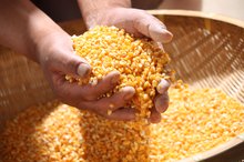 Corn Allergy and Eczema