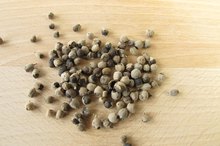Chasteberry Extract for Fibroids