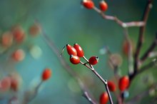 How to Make Face Cream Using Rosehip Oil