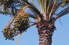 Is Palm Fruit Oil Bad for the Heart?