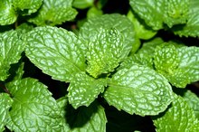 Active Ingredients in Bengay