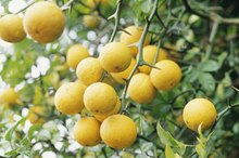 Organic Fruit Tree Sprays