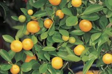 Can Oranges Be a Natural Laxative?