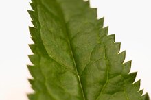 Nettle Root and Estrogen Levels