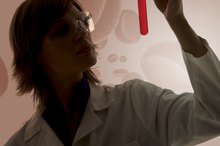 Can Diet Increase Albumin Levels?