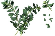 Can Oregano Cause Heart Palpitations?