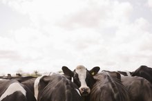 The Dangers of Pasteurized Homogenized Milk